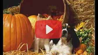 Truffes Dorées - Halloween pour chiens et chats