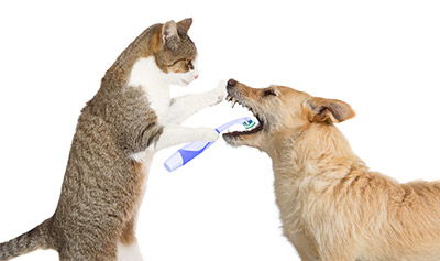 Pourquoi prendre soin de la dentition des chiens et chats